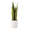 Wild Sedona Artificial Snake Plant With White Ceramic Pot -Furniture Promotion Store 810604547 A0